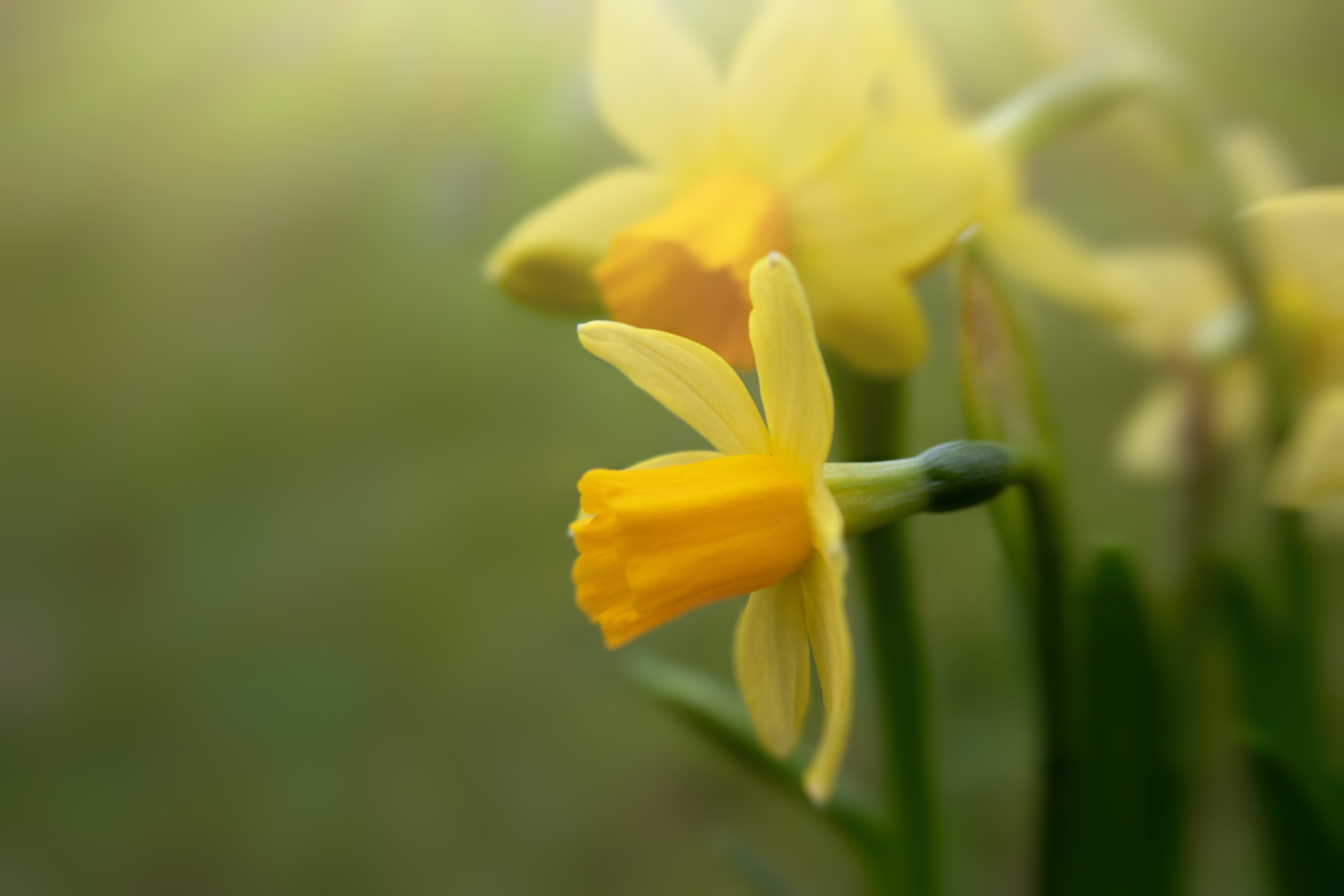 Closeup of yellow blooming daffodils on blurred green background